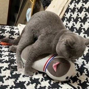 강아지붕가인형 마운팅 터그놀이 고양이 분리불안