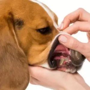 [반려] 이빨스케일링 3종세트 치석제거 고양이 강아지 셀프 제거기