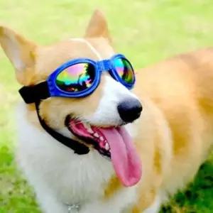 [반려] 강아지 선글라스 안경 고글 라이더