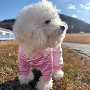 [반려] 올인원 하네스 오리 스트라이프 멜빵 HM-1005054