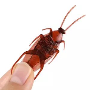 바퀴벌레 모형 10P 곤충모형