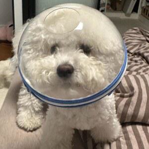 반려견 넥카라 입마개 강아지 고양이 얼굴커버 해충방지