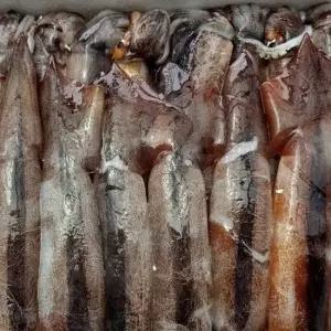 당일조업 동해안 생물 초코 오징어 800g 2-3미