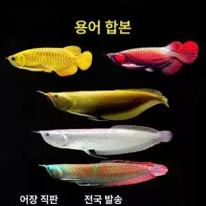 수조 태닝등 아로나와 발색 30W LED 금용