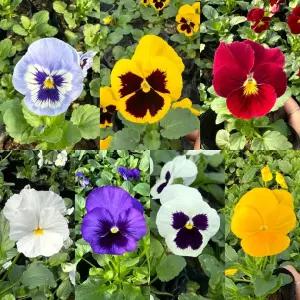 골드씨드 겨울팬지 4종 카페꾸미기 실외인테리어 셀프조경 겨울꽃 추운계절식물