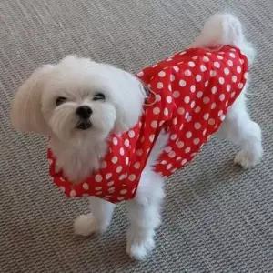 [반려] 강아지 데일리 캐주얼 솜 패딩 조끼 아우터 스타일