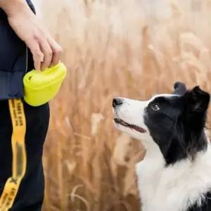 ToB 강아지 애견 산책 훈련용품 간식가방 트릿백 간식주머니