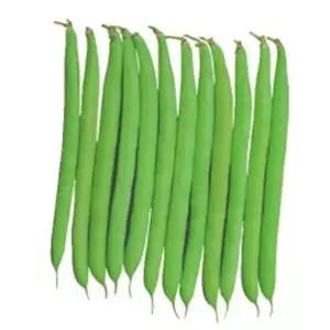 풋 강낭콩 식물 씨앗 채소 재배용 콩 씨 10g