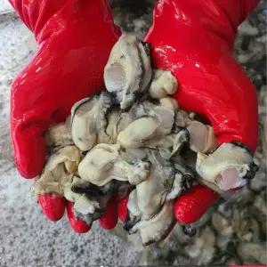 남해안 산지직송 생굴 3KG 김장용 횟감용 생굴 남해안 산지직송