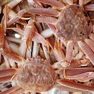 수율좋은 러시아 자숙 대게 3KG 수입자숙대게 러시아자숙대게 수입산대게찜