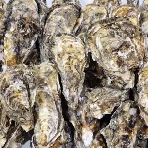 여수 석화 10KG 굴 생굴 각굴 석화 여수