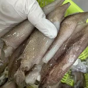 냉동 총알 한치 1KG 한치통찜 총알한치찜 냉동한치 수입산한치 급냉한치