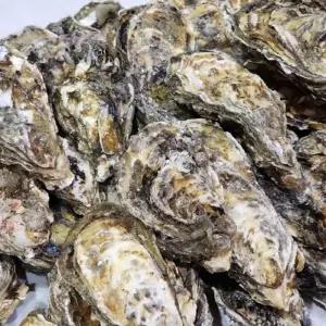 여수 석화 10KG 국내산석화 횟감용석화 당일조업석화 싱싱한석화 신선한석화