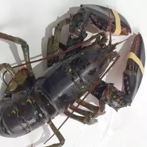 생물 활 랍스타 1미 생물랍스타 활랍스타 생물바닷가재 활바닷가재 캐나다랍스타