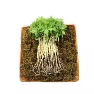 담원 유황 새싹삼 중 25cm내외 50뿌리 새싹 인삼 수삼