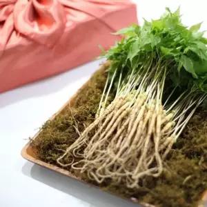 담원 유황 새싹삼 중 25cm내외 50뿌리 새싹 인삼 수삼 식당용 업소용