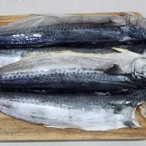 제주 손질 삼치 3미 제주산냉동삼치 국내산냉동삼치 손질삼치 급랭삼치 구이용삼치