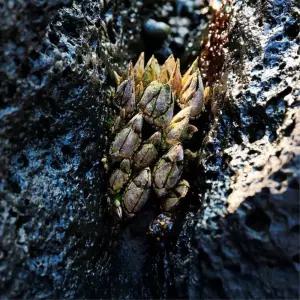 청정 통영 앞바다 급냉 거북손 3팩 900g 거북손 생 급냉 자연산 앞바다