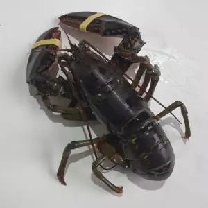 활 랍스터 랍스타 1미 랍스터 랍스타 가재 바다가재 바닷가재