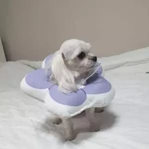 [반려] 꽃피는 강아지 고양이 쿠션 넥카라 퍼플 M