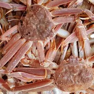 수율좋은 러시아 자숙 대게 5KG 수입자숙대게 러시아자숙대게 수입산대게찜