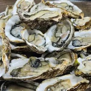 하프쉘 통영 1단 굴 생굴 반각굴 하프쉘 하프셀