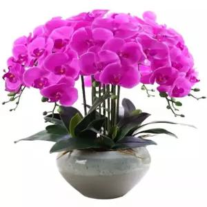 화분 개업 승진 호접란 사무실 대형