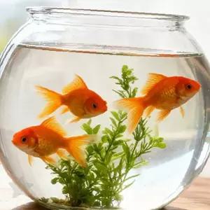 관상어 사육 투명 원형 유리 수조 금붕어 베타 소형 물고기 키우기 탁상용