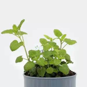 [RIZPICK]레몬밤 식물키우기 재배 세트 키우기쉬운식물 집들이선물