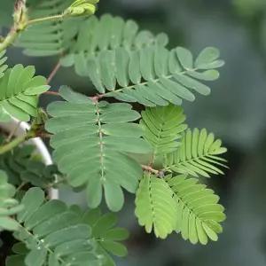 [RIZPICK]희귀식물 신경초 식물키우기 화분 세트 키우기쉬운식물 집들이선물