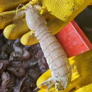 국내산 활 갯가재 쏙 털치 500g