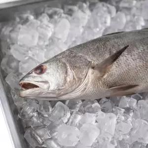 반건조 민어(230g내외) x 2미