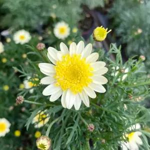 솔레미오 목마가렛 소형 야생화 꽃모종 반려식물 화단가꾸기