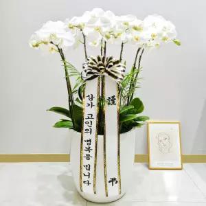 장례식장 근조 서양란(화이트)MTFB103