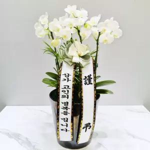 장례식장 근조 서양란(화이트)MTFB101