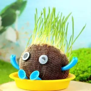 [키득키득]토피어리 보리싹 키우기 만들기 패키지