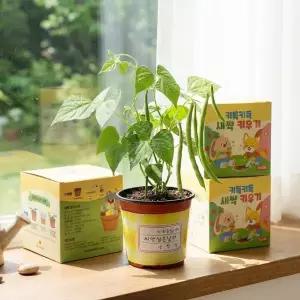 [키득키득]파릇파릇 탐구쑥쑥 강낭콩 새싹키우기 만들기 패키지