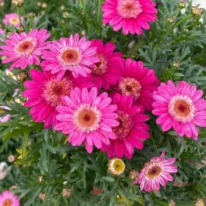 딸기쇼트 목마가렛 소형 야생화 꽃모종 반려식물 화단가꾸기