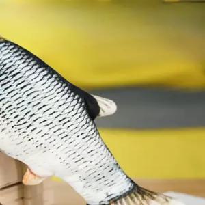 전동 점프 노래하는 물고기 장난감 완구 리모컨 작동 동물 인형 승용 완구 선물용