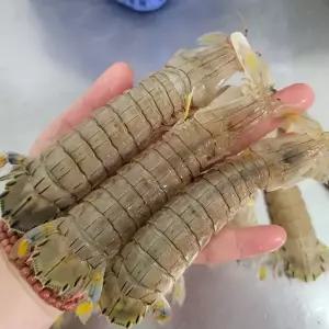 국내산 횟감용 갯가재 1kg 15-20미 내외 제철 생물 당일조업 찜 바닷가재 갑각류