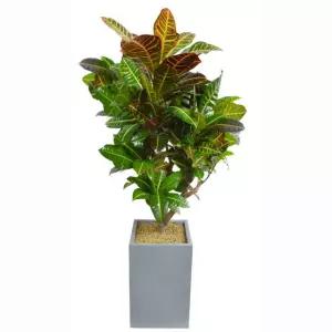 공기정화식물 크로톤 -사각화분