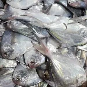 급냉 병어 1KG 병어 생선 병어회 세꼬시 횟감병어