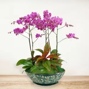 미니호접란MTFF013