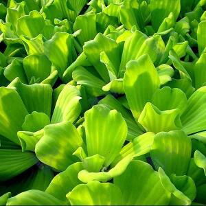 스쿨엔/부유식물/물배추(10뿌리)/32335