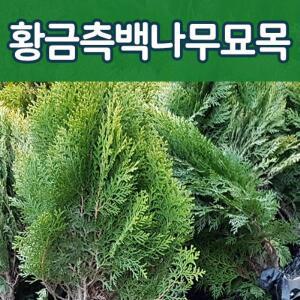 [태영]측백나무묘목/황금측백나무 삽목 분묘/에메랄드그린 포트묘