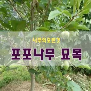 [나무의모든것]포포나무 뽀뽀나무 묘목(50cm)이상/ 실생2년생,유실수