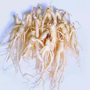 (세척)인삼수삼 오쿠홍삼용 콩난발 15뿌리내외 500g