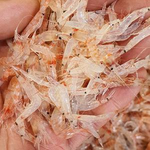 김장새우 동백하 1kg 김장용생새우