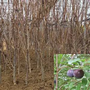 바이오체리 묘목 (흑자두) 결실주 분묘 R3 자두묘목 과일나무 체리자두 