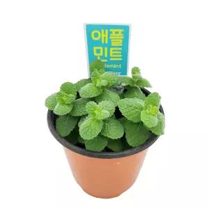 꽃집아가씨 미니화분 애플민트 허브 3개 묶음판매 10cm모종